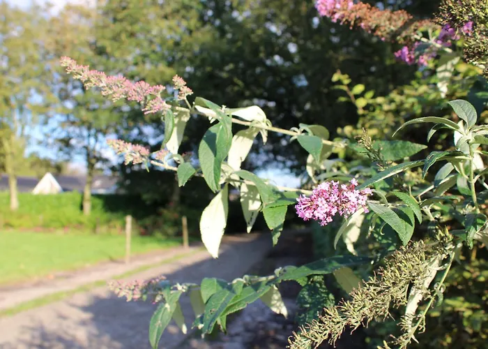 Natuurhuisje 't Hoogbos - Weidezicht *